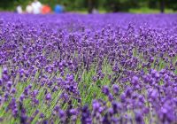 Furano japao hokkaido travel navi lavanda close