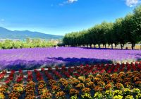 Furano japao hokkaido travel navi vista campos flores