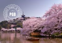 Japao cerejeira pgb barco