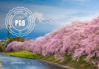 Japao cerejeira pgb