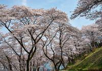 Japao matsuyama parque shiroyama cerejeiras