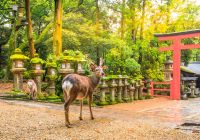 Japao nara parque cervos entrada