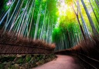 Japao quioto bosque de bambu de arashiyama caminha