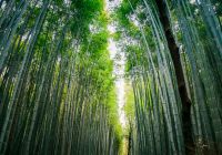 Japao quioto bosque de bambu de arashiyama vista bambu