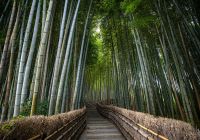 Japao quioto bosque de bambu de arashiyama vista