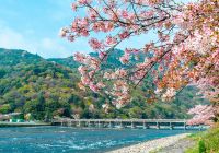 Japao quioto cerejeiras ponte togetsukyo vista