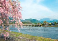 Japao quioto cerejeiras ponte togetsukyo