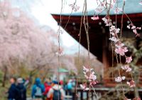 Japao quioto cerejeiras templo de tenryu ji detalhes