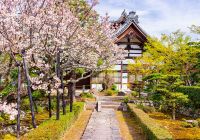 Japao quioto cerejeiras templo de tenryu ji paisagem