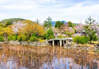 Japao quioto cerejeiras templo de tenryu ji ponte