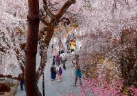 Japao quioto cerejeiras templo de tenryu ji visitantes