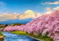 Japao tokyo cerejeiras fuji montain