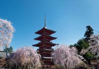 Japao tokyo cerejeiras tah t