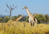 Little machaba botswana giraffe