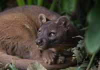 Fossa