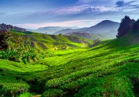Malasia cameron highlands plantacao de cha