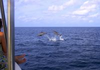Cruzeiro com golfinho no Six Senses Laamu, Maldivas