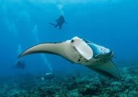 Sirru fen fushi sales maldivas underwater arraia