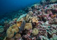 Sirru fen fushi sales maldivas underwater turtle