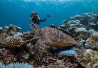 Six senses laamu mergulho