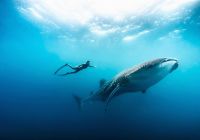 Soneva fushi mergulho tubarao baleia