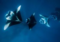 The nautilus maldives arraias