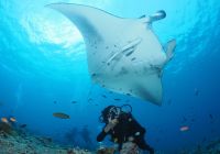 You and me maldives diving