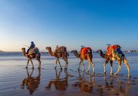 Cidade Essaouira, camelos