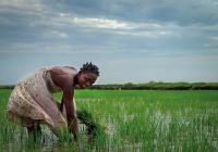 Mocambique plantacao arroz