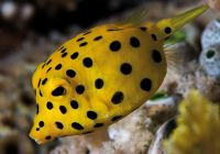 Peixe cofre amarelo mocambique
