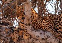 Etosha national park namibia safari b