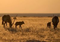 Etosha national park namibia safari c