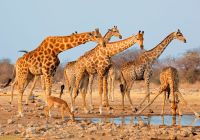 Etosha national park namibia safari d