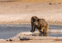 Etosha national park namibia safari e