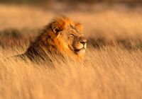 Etosha national park namibia safari f