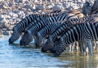 Etosha national park namibia safari g