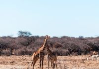 Etosha national park namibia safari h