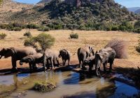 Etosha national park namibia safari