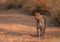 Leopard namibia