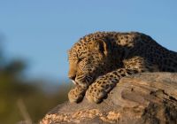 Leopard panthera pardus windhoek namibia