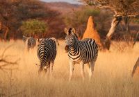 Okonjima nature reserve namibia