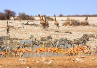 Parque nacional de Etosha