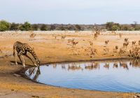 Parque nacional de Etosha - Namíbia