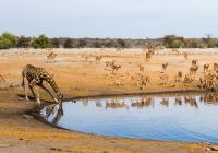 Ponto turístico Parque Nacional Etosha Namíbia