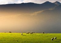 Pasto de ovelhas, na Nova Zelândia