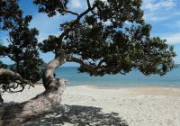 Novazelandia auckland waiheke ilha praia arvore