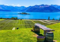 Vinhedo em Wanaka