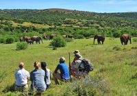 Shamwari private game reserve