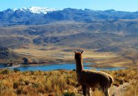 Alpaca, Peru