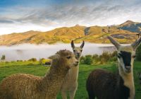 Las casitas a belmond hotel colca canyon lamas e alpacas